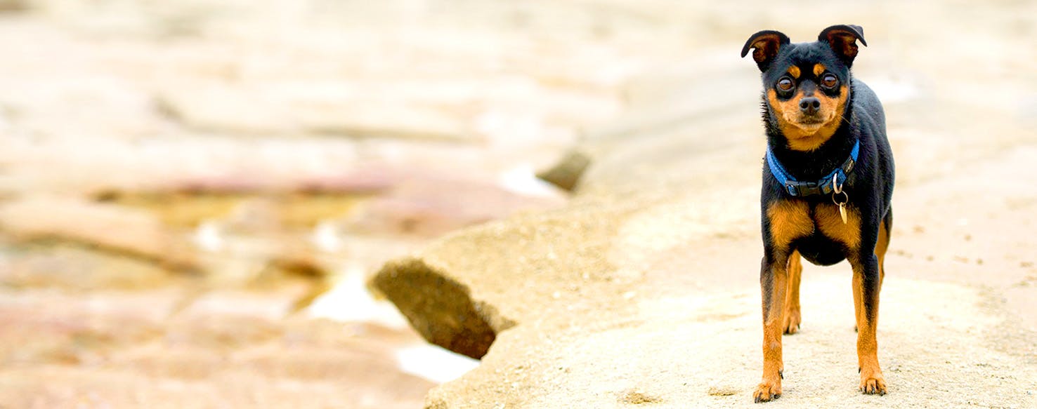 Malta Dog Names Popular Male and Female Names Wag!